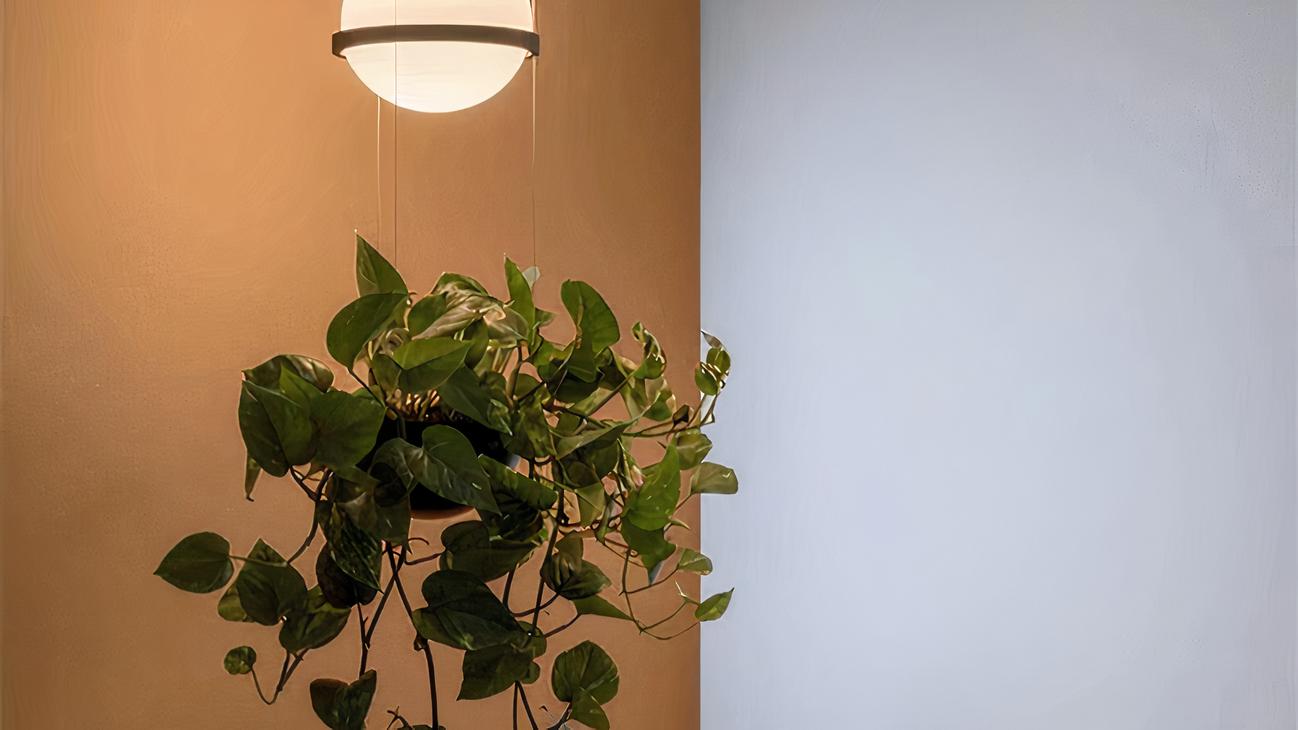 IMG_08_2024_suspension_plante_creative_elegante_4-image-1.jpg